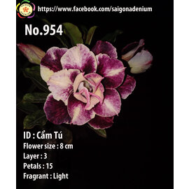 Adenium obesum-Hybr.  Cam Tu 954      (Seme)