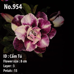 Adenium obesum-Hybr.  Cam Tu 954      (Samen)