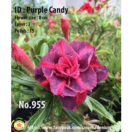 Adenium obesum-Hybr.  Purple Candy 955      (Graines)