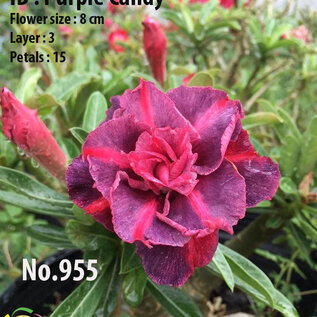 Adenium obesum-Hybr.  Purple Candy 955      (Graines)