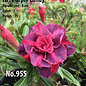 Adenium obesum-Hybr.  Purple Candy 955      (Seme)