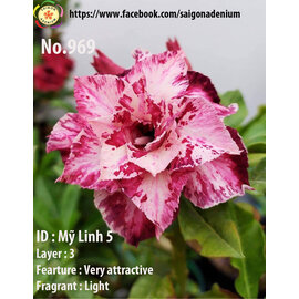 Adenium obesum Hybr.  My Linh5 969      (Graines)