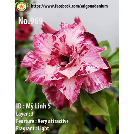 Adenium obesum Hybr.  My Linh5 969      (Seeds)