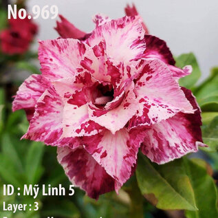 Adenium obesum Hybr.  My Linh5 969      (Samen)