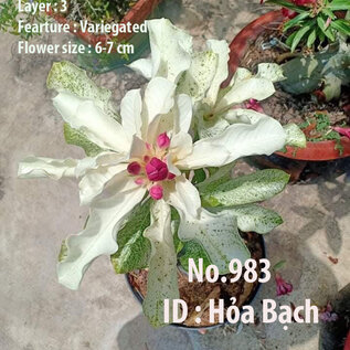 Adenium obesum-Hybr.  Hoa Beach 983      (Seeds)