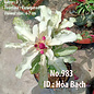 Adenium obesum-Hybr.  Hoa Beach 983      (Seme)