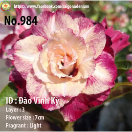 Adenium obesum-Hybr.  Dao Vinh Ky 984      (Graines)