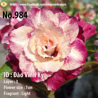 Adenium obesum-Hybr.  Dao Vinh Ky 984      (Seeds)