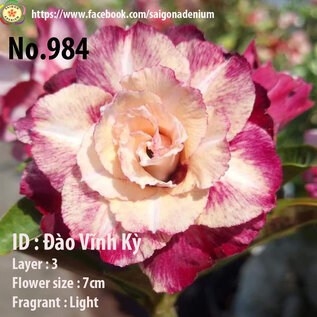 Adenium obesum-Hybr.  Dao Vinh Ky 984      (Semillas)