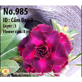 Adenium obesum-Hybr.  Cam Dan2 985      (Graines)