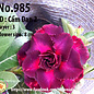 Adenium obesum-Hybr.  Cam Dan2 985      (Samen)