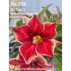 Adenium obesum-Hybr.  Enpi 2 986      (Graines)