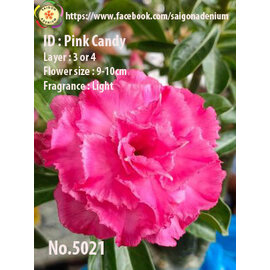 Adenium obesum-Hybr.  Pink Candy 5201      (Graines)