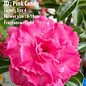 Adenium obesum-Hybr.  Pink Candy 5201      (Seeds)