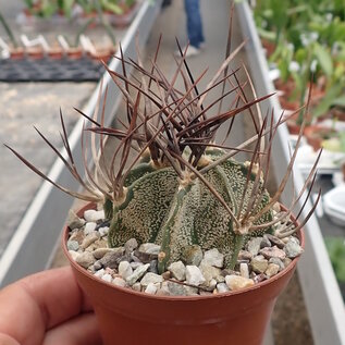 Astrophytum capricorne ssp. senile