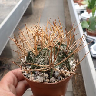 Astrophytum capricorne ssp. senile