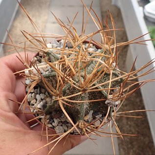 Astrophytum capricorne ssp. senile