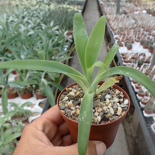 Agave attenuata