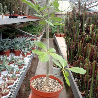 Euphorbia scheffleri  R:12485 Kenia