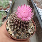 Gymnocalycium anisitsii v. cristata    cristata