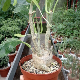 Fockea multiflora