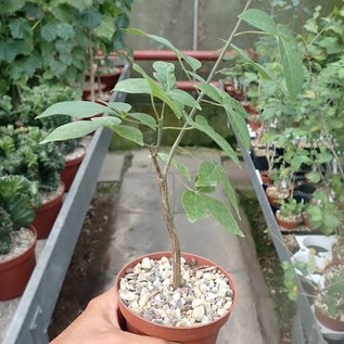 Commiphora mildbraedii   Kenia,Tanzania