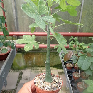 Adenia glauca   Botswana, Südafrika