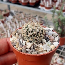 Coryphantha palmeri  PP 1225 Ciudad Maiz, SLP