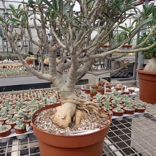 Adenium swazicum  XXL