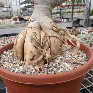 Adenium swazicum  XXL