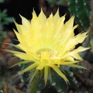 Echinopsis-Hybr. Passo CM 59 Andenken an Paul Uwe Dietsch