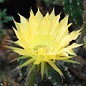 Echinopsis-Hybr. Passo CM 59 Andenken an Paul Uwe Dietsch