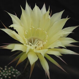 Echinopsis-Hybr. Passo CM 38