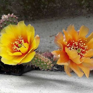 Opuntia fragilis cv. Wizzard      (dw)