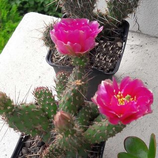 Opuntia fragilis cv. Füssen      (dw)