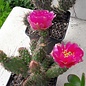 Opuntia fragilis cv. Füssen      (dw)