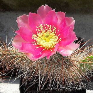 Opuntia hystricina cv. Hanau      (dw)