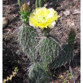 Opuntia hystricina cv. Helgoland      (dw)