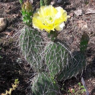 Opuntia hystricina cv. Helgoland      (dw)