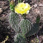 Opuntia hystricina cv. Helgoland      (dw)