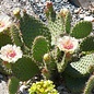 Opuntia polyacantha cv. Chrystal Tide/Richter      (dw)