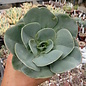 Echeveria gigantea form 1