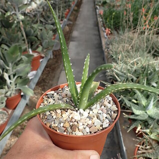 Aloe bulbillifera