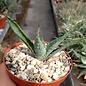 Aloe reitzii cv. Azurea