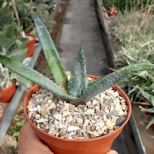 Aloe reitzii cv. Azurea