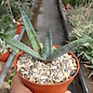 Aloe reitzii cv. Azurea