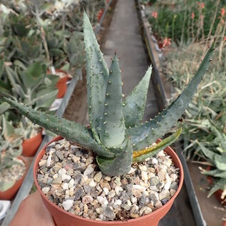 Aloe reitzii cv. Azurea