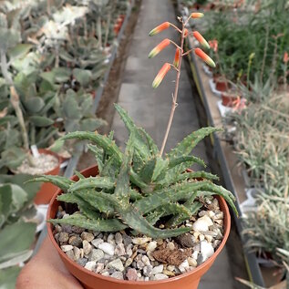 Aloe castillonae