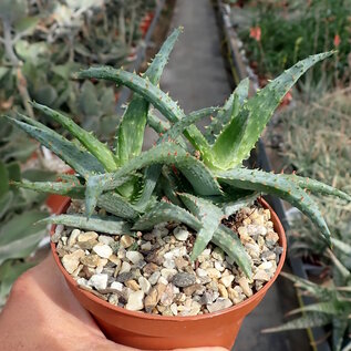 Aloe castillonae