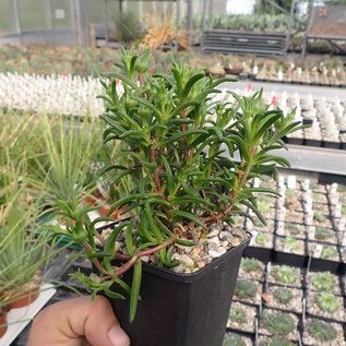 Delosperma lydenburgense       (dw)